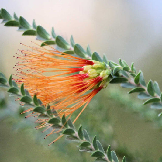 Close-up of an orange flower with green leaves on a blurred background