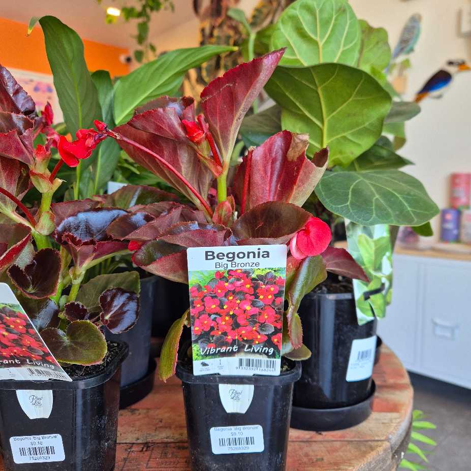 Begonia plants in black pots with visible labels on a wooden table.
