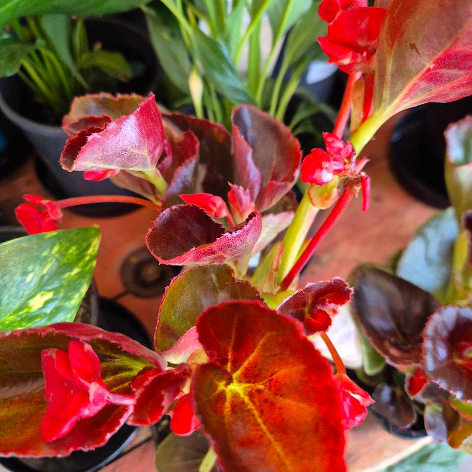 Close-up of a plant with red and green leaves.