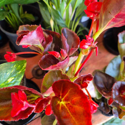 Close-up of a plant with red and green leaves.