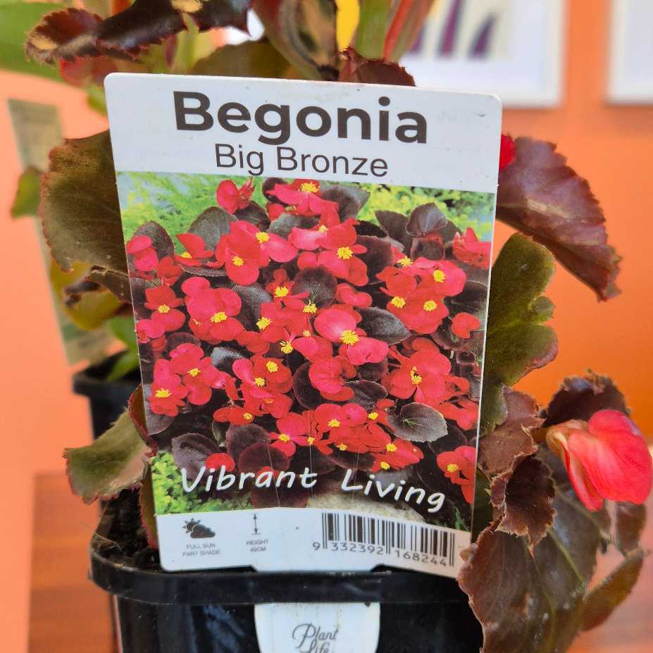 Begonia Big Bronze plant with a label in front of an orange wall
