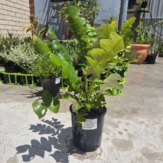 Potted plant on a concrete surface with other plants in the background