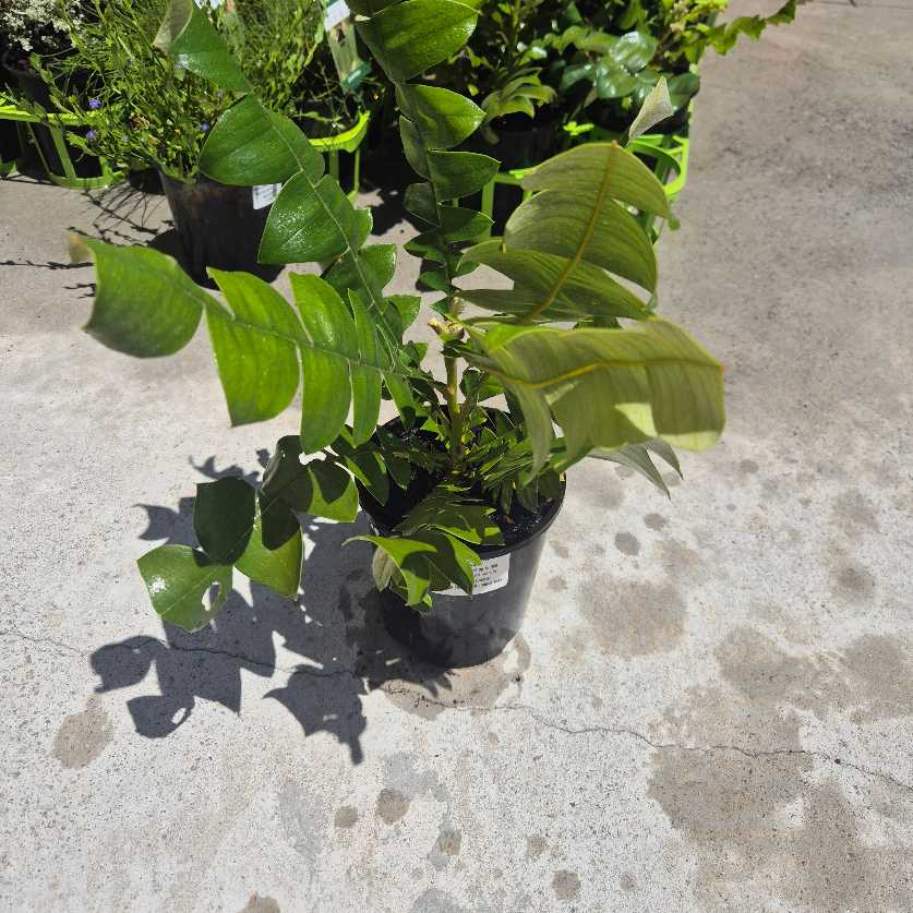 Potted plant on a concrete surface
