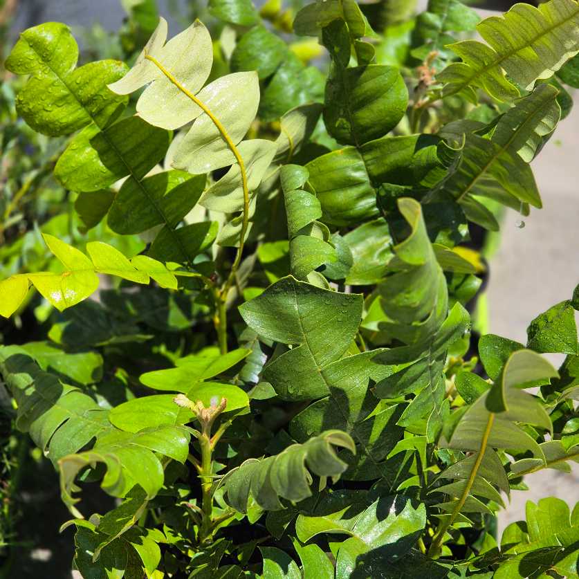 Close-up of green leaves with a blurred background