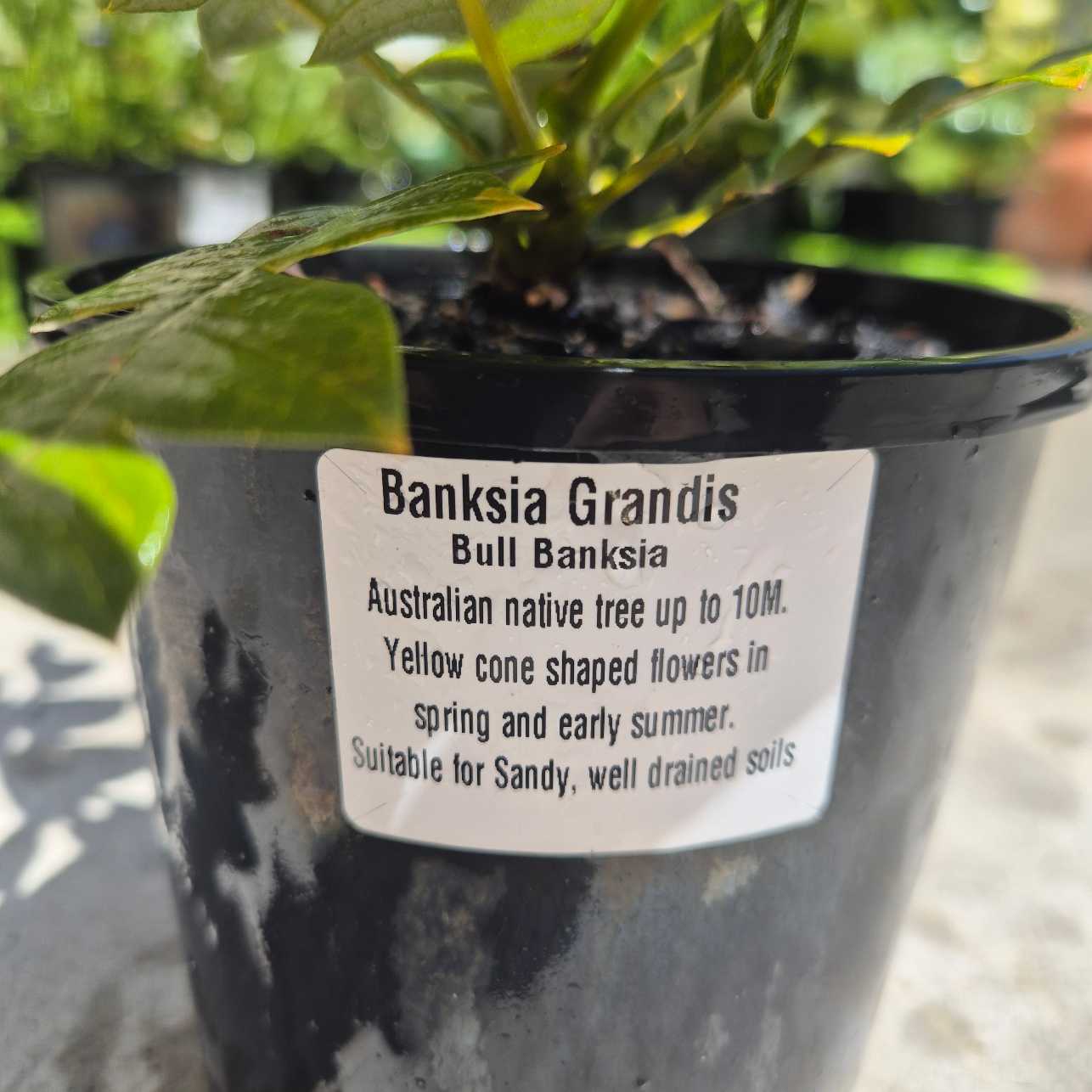 Potted Banksia Grandis plant with a label detailing plant information.
