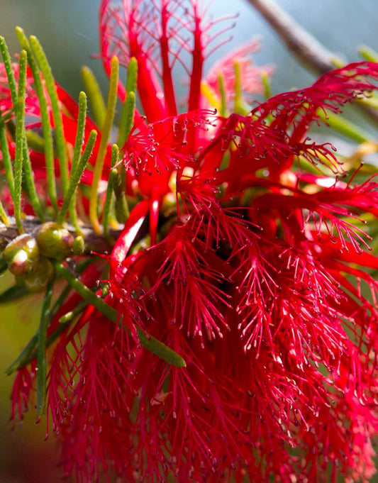 One-Sided Bottlebrush 'Clean and Green'