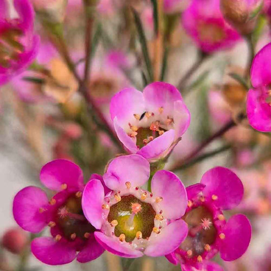 Geraldton Wax Hybrid ‘Ninas Delight'