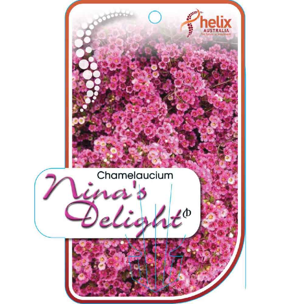 Geraldton Wax Hybrid ‘Ninas Delight'