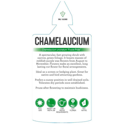 Chamelaucium ‘Purple Rain'