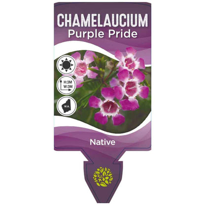 Chamelaucium ‘Purple Rain'