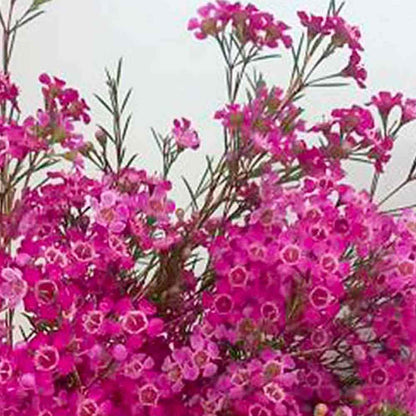 Chamelaucium ‘Purple Rain'
