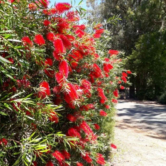 A close up of a hedge created with the Bottlebrush Callistamon Kings Park Special