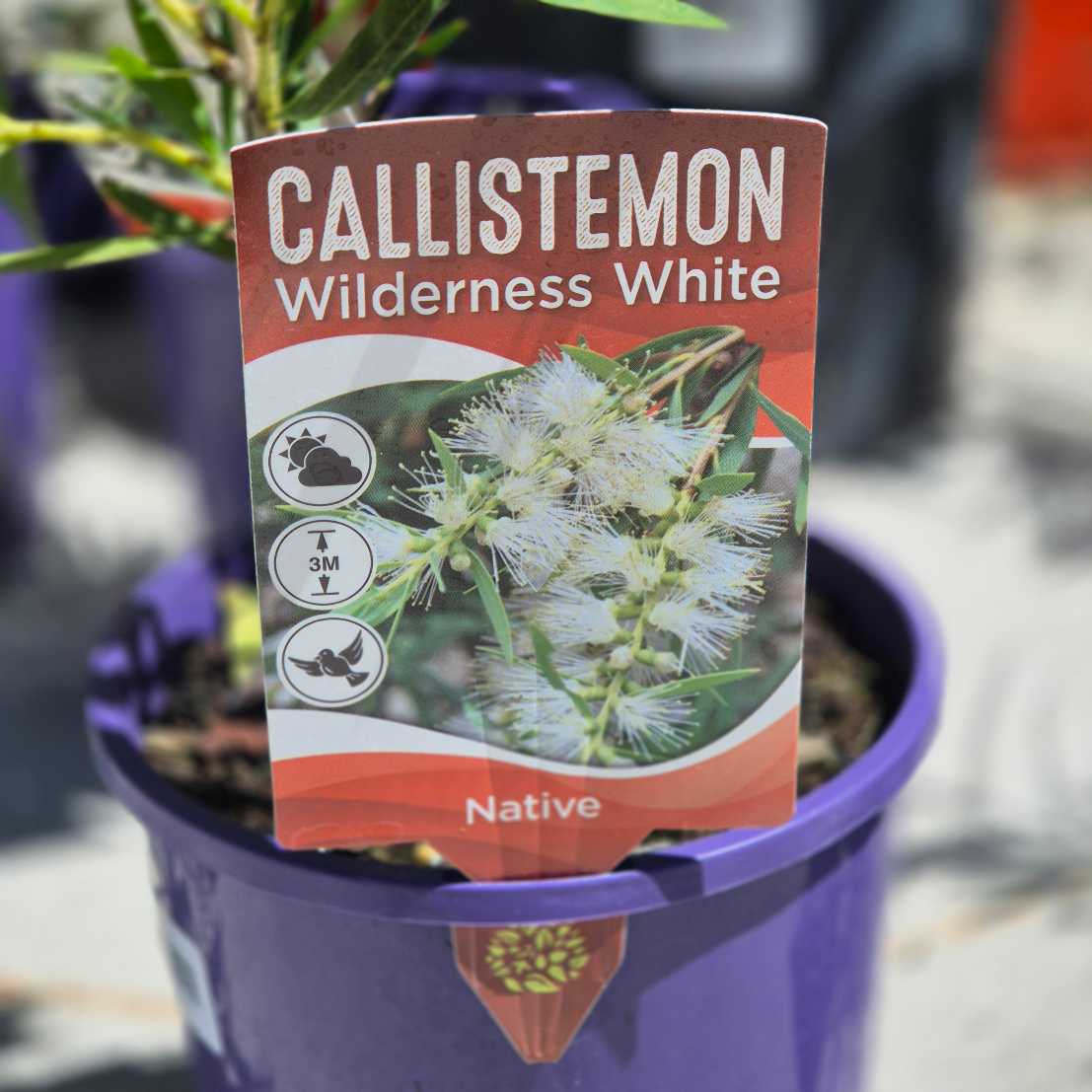 Callistemon 'Wilderness White' | White Bottlebrush