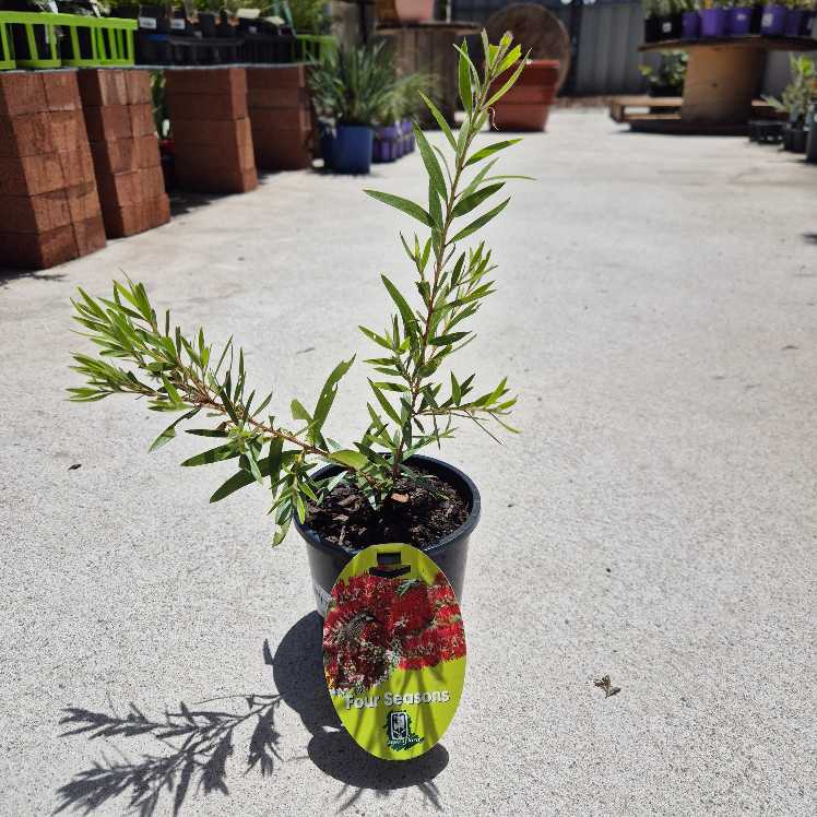 Potted plant with a tag on a concrete surface, surrounded by gardening supplies.