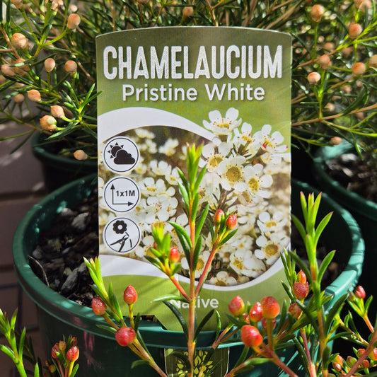Chamelaucium  'Pristine White' - Geraldton Wax Hybrid