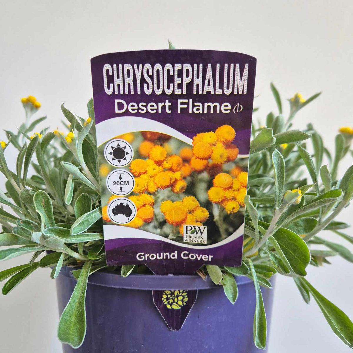 A potted Chrysocaphealum Desert Flame ground cover plant with green foliage and small yellow flowers, featuring a purple product label in the center.