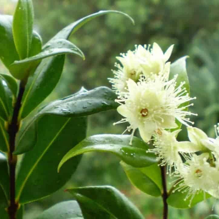 White flowers with green leaves on a blurred natural background