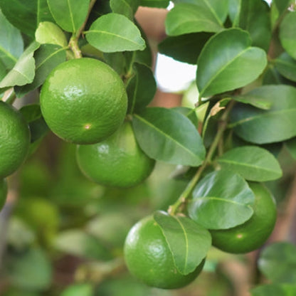 Green fruits hanging from a tree with leaves