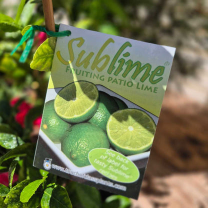 Sublime fruiting patio lime label with green limes on a natural background