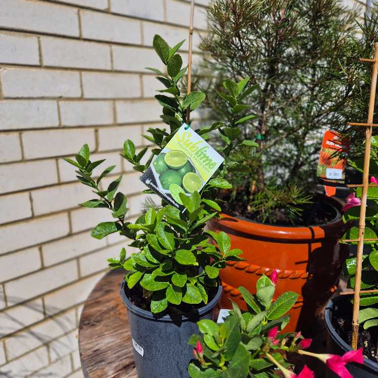 Potted plants with tags against a brick wall