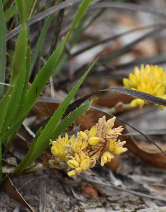 Conostylus aculeata