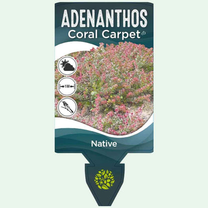 Adenanthos cuneatus 'Coral Carpet'