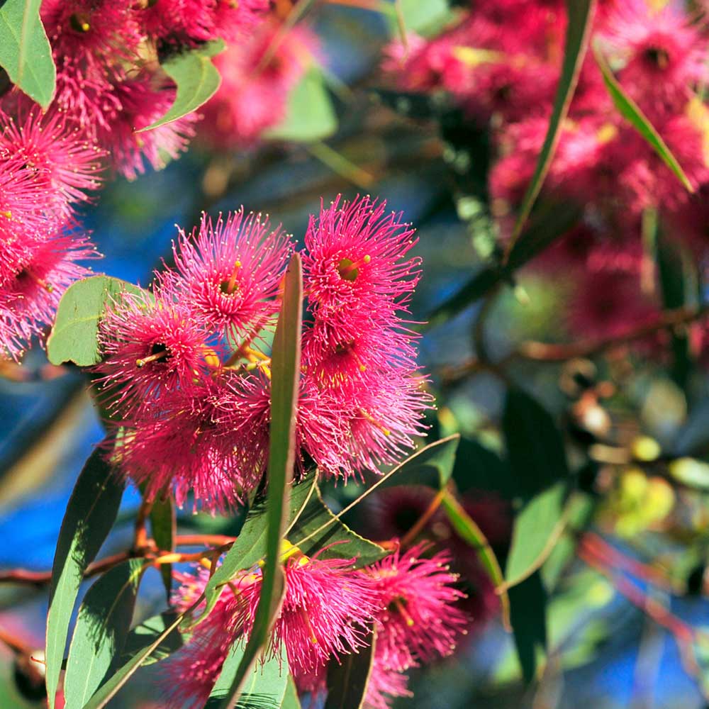 Corymbia ficifolia