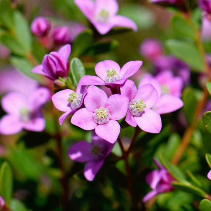 Boronia crenulata 'Pink Passion'