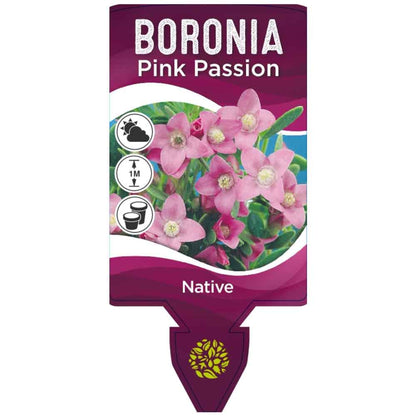 Boronia crenulata 'Pink Passion'