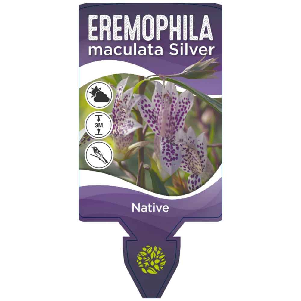 Eremophila maculata Silver
