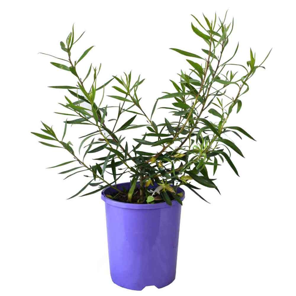 Eremophila maculata Silver