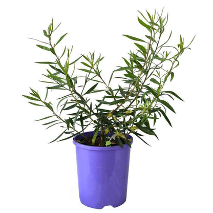 Eremophila maculata Silver