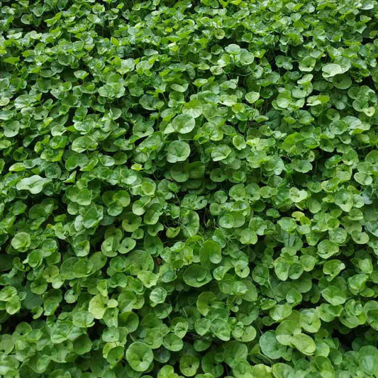 Dichondra repens