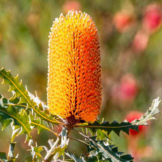 Banksia ashbyi