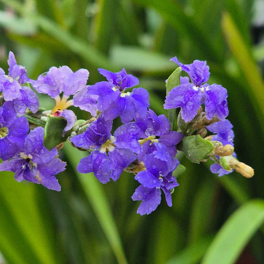 Close-up of purple flowers with green leaves on a blurred green background