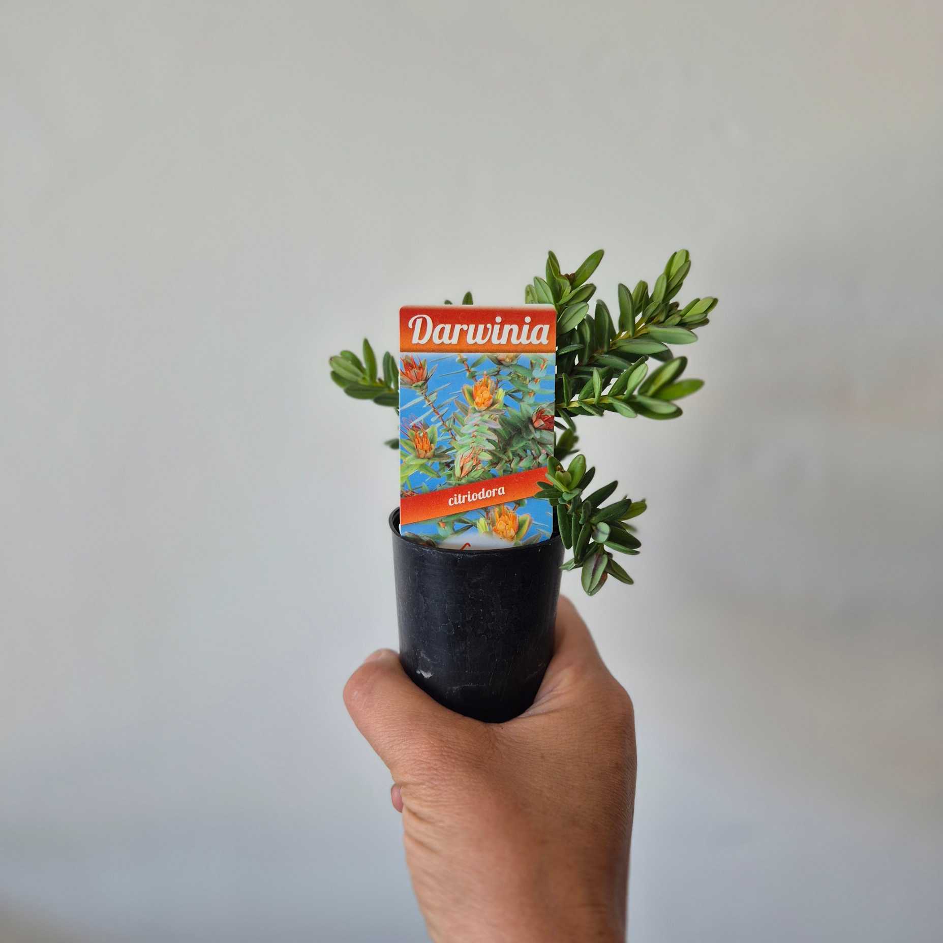 Hand holding a potted plant with a 'Darwinia' label against a plain background