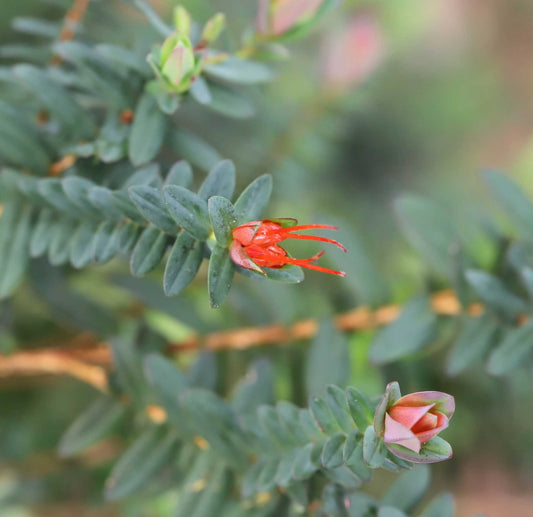 Close-up of a red flower bud on a green plant with a blurred background