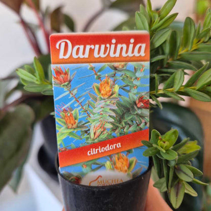 Darwinia citriodora plant packaging with green plant in the background