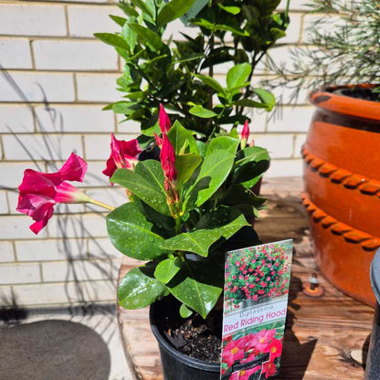 Potted plant with pink flowers and a label in front of a brick wall.