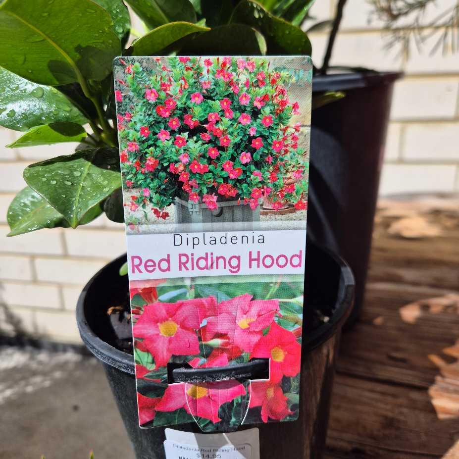 Dipladenia Red Riding Hood plant tag with pink flowers in a pot