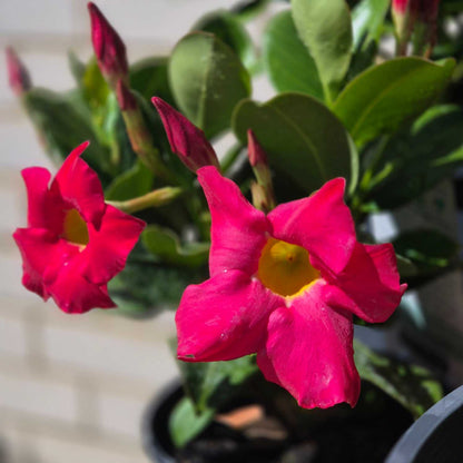 Pink flowers with a yellow center in a pot against a blurred background