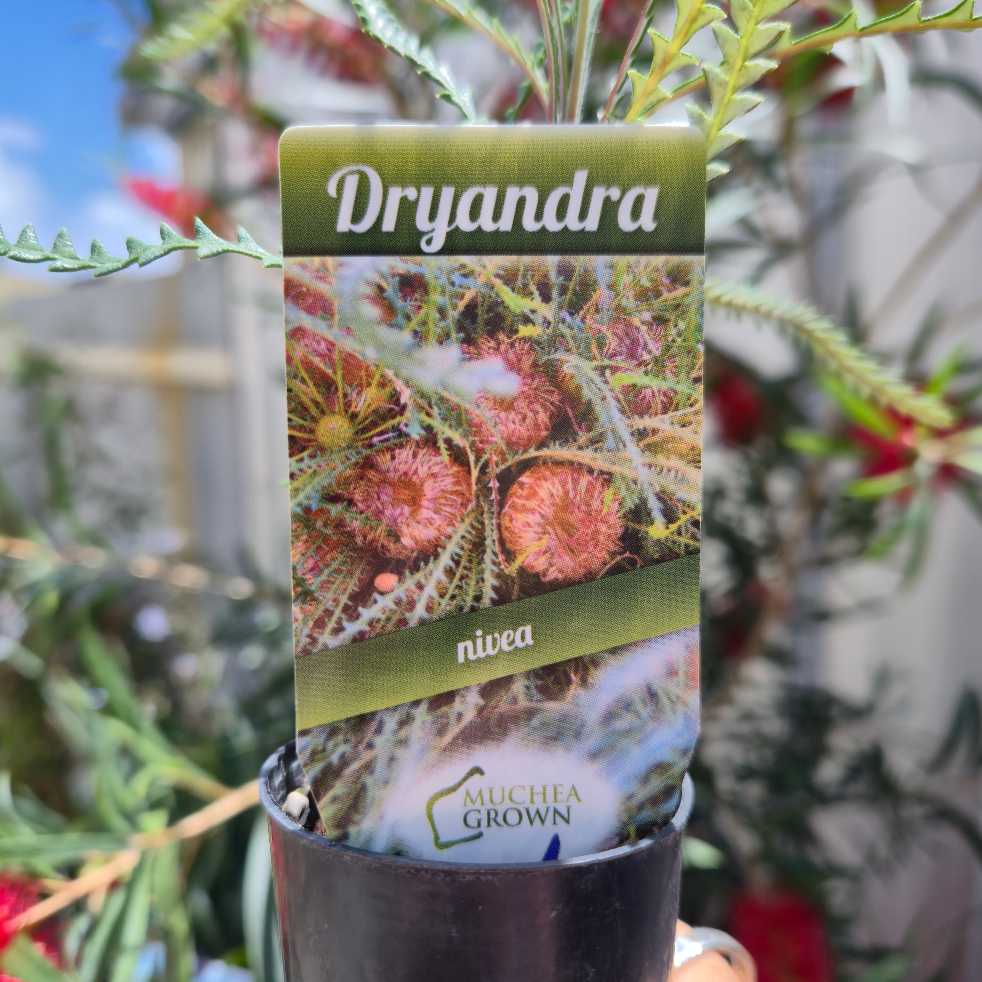 Dryandra nivea close up of plant label