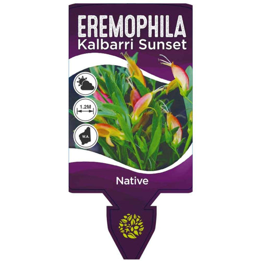 Eremophila glabra kalbarri sunset front label
