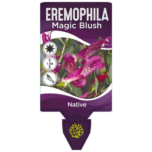 Eremophila 'Magic Blush'
