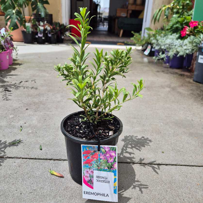 Potted plant with a label on a concrete surface, surrounded by other plants and pots.