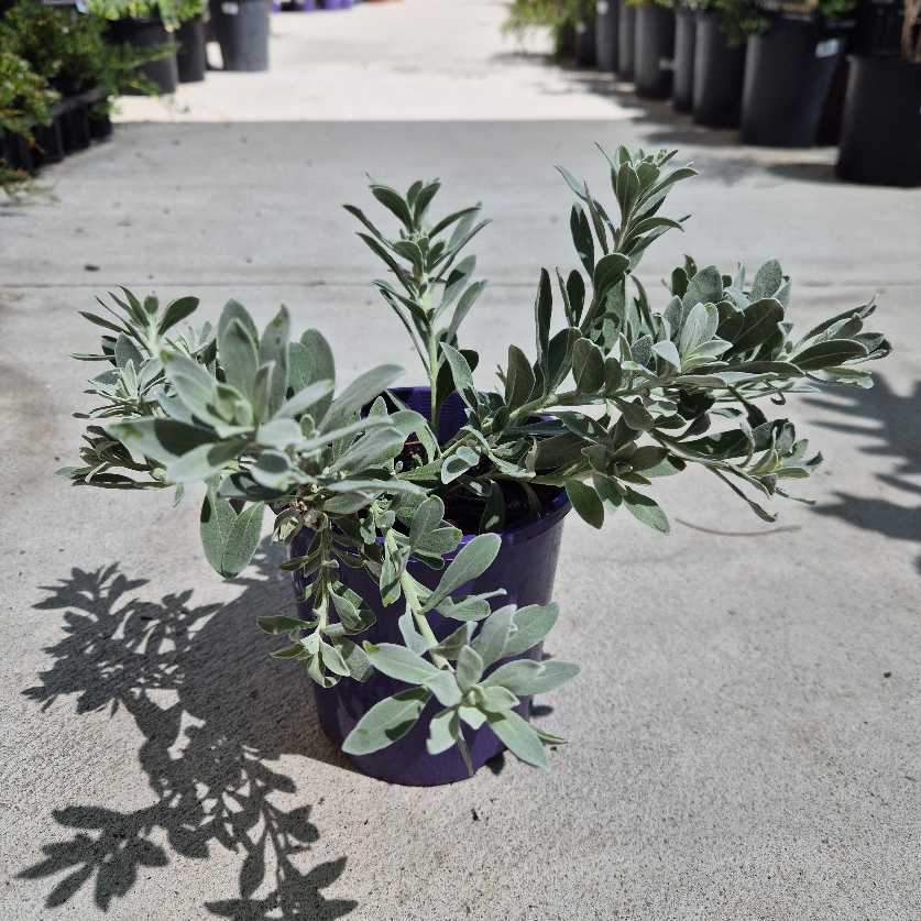 Two potted plants on a concrete surface with shadows cast by the leaves.