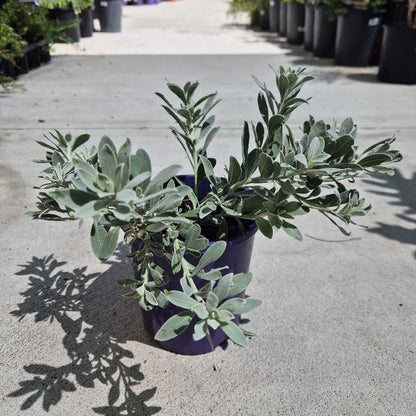 Two potted plants on a concrete surface with shadows cast by the leaves.