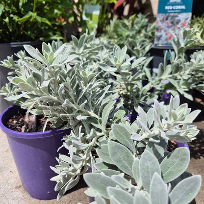 Potted plants with silver leaves in a garden setting