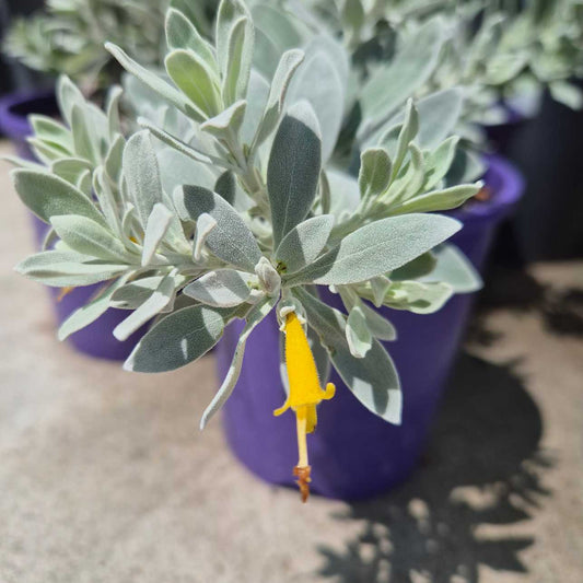 Small yellow eremophila flower on a gray-green plant in a purple pot.