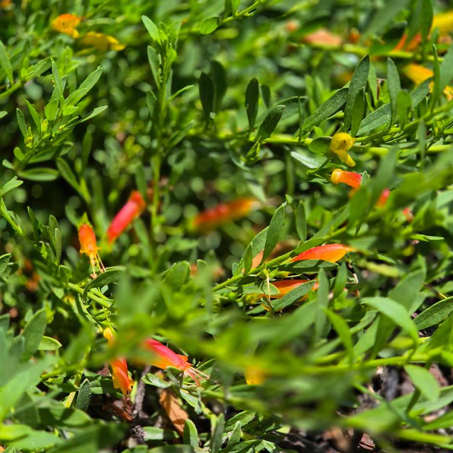 Close-up of green foliage with small red flowers